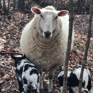 Meet your Posher, Tanner